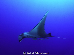 Ocianic Manta Ray.
Red Sea, Egypt, Ras Umm Sid by Artal Shoshani 